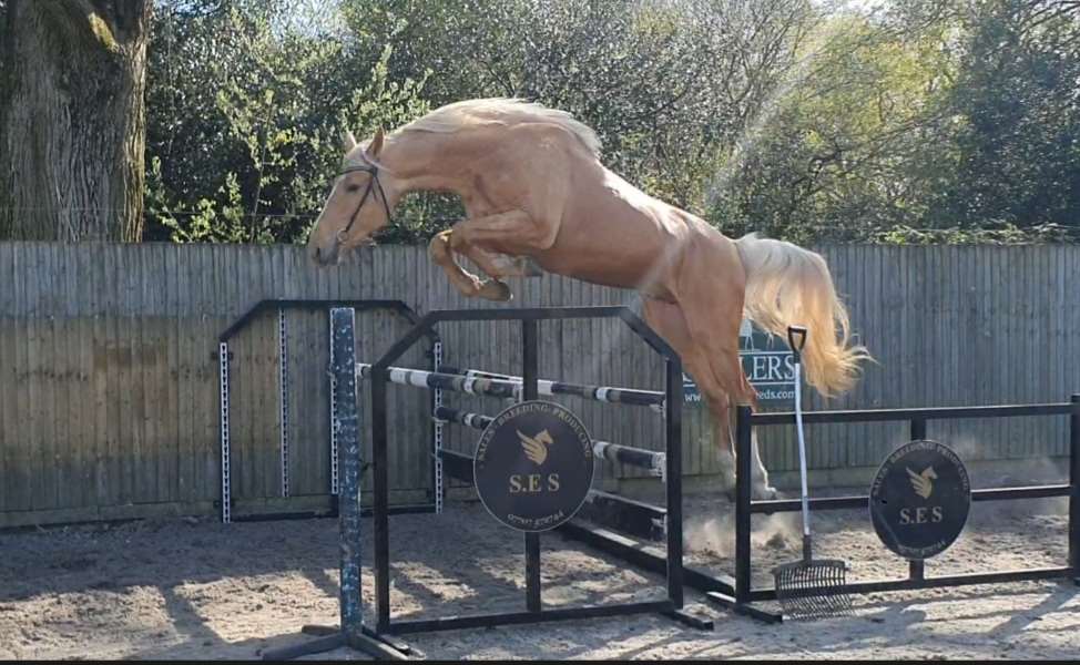 Maharadja D'Aghan Stallion